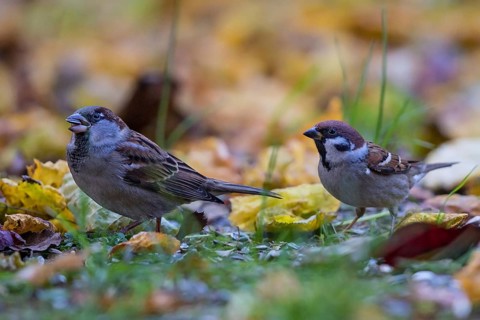 House Sparrow & Eurasian Tree Sparrow (Passer domesticus & Passer montanus), Bavaria, Germany