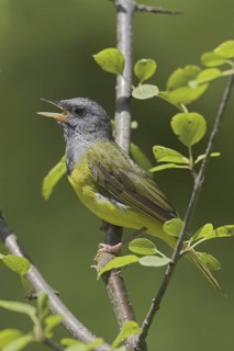 Mourning Warbler (Geothlypis philadelphia) male singing, Ontario, Canada