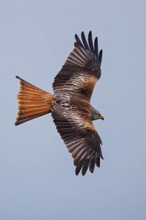 Red Kite (Milvus milvus) flying, Hesse, Germany