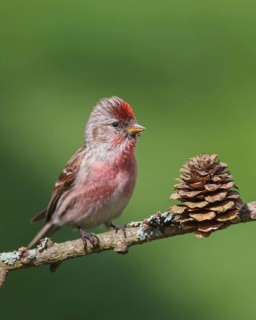 Carduelis flammea
