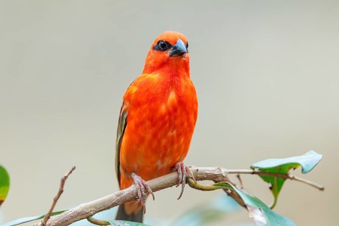 A male red fody (Foudia madagascariensis) sits in a tree. Madagascar, Amirantes, Comoros,