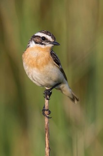 Whinchat (Saxicola rubetra) male perched on a meadow plant, Poland