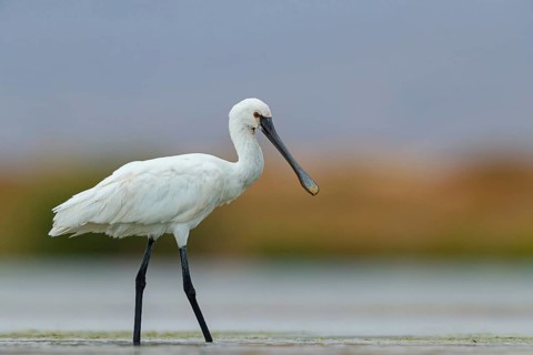 Spoonbill, (Platalea leucorodia), foraging, family of ibises and spoonbills, foraging, biotope,