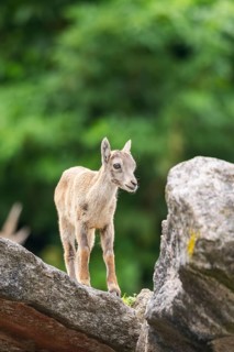Alpine ibex (Capra ibex), youngster on a rock, Bavaria, Germany