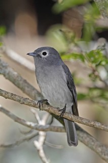 White-eyed Slaty Flycatcher (Melaenornis fischeri), Nyeri County, Kenya