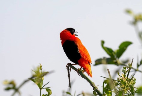 Fire weaver (Euplectes franciscanus), red bird sitting on a branch, Murchison Falls National Park,