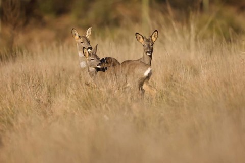 A small group of roe deer grazes quietly in a serene meadow. Their graceful presence blends