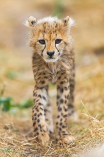 Cheetah (Acinonyx jubatus) youngster walking on a meadow, captive, occurrence Africa