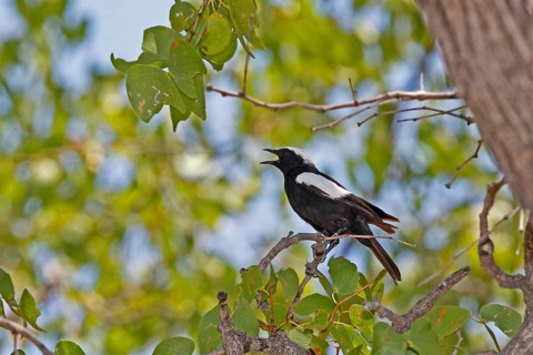 Arnott's Chat (Myrmecocichia arnotti)