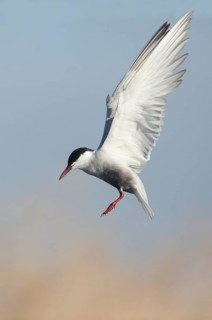 Whiskered Tern (Chlidonias hybrida) flying, Victoria, Australia