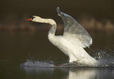 Mute Swan (Cygnus olor), Mecklenburg-Western Pomerania, Germany