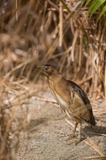 One little bittern or common little bittern (Ixobrychus minutus) hiding in reed grass, watching for