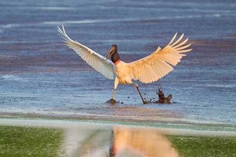A bird lands on a wet surface and splashes up water, Jabiru (Jabiru mycteria), Pantanal, Mato