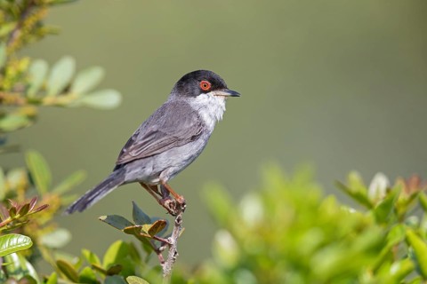 Velvet-headed warbler, (Sylvia melanocephala), warbler family, biotope, habitat, perch, foraging,