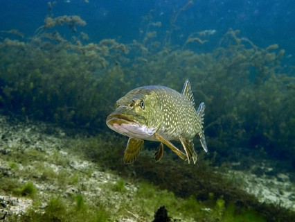 Pike (Esox lucius) swimming in a natural underwater habitat with algae growth. Dive site Parkhaus