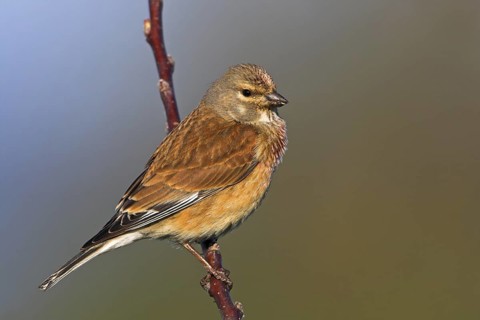 Common Linnet (Linaria cannabina), Rhineland-Palatinate, Germany