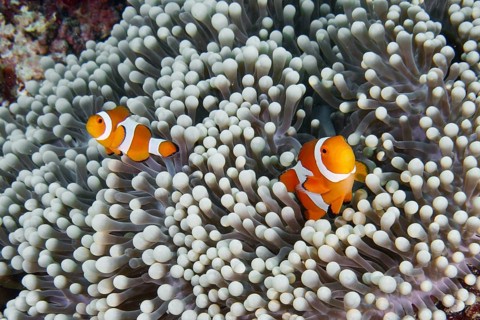 Two curious Ocellaris Clownfish (Amphiprion ocellaris) swimming in a sea anemone, dive site Coral