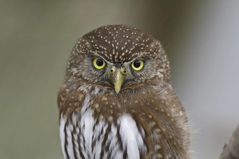 Northern Pygmy Owl (Glaucidium californicum), British Columbia, Canada