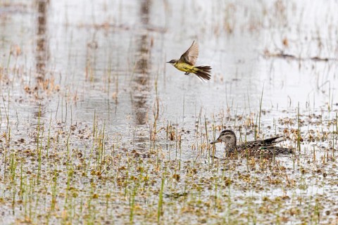 Female Eurasian Teal (Anas crecca) and overflying Yellow Wagtail (Motacilla flava), Pyhä-Luosto