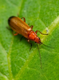 A Common red soldier beetle (Rhagonycha fulva) crawls on a green leaf in a close-up, Ternitz, Lower