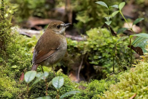 Lesser Ground Robin (Amalocichla incerta) perched on a branch in Papua New Guinea