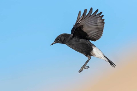 Mourning Wheatear (Oenanthe lugens warriae) flying, Eilat, Israel