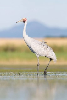 Brolga (Antigone rubicunda), Victoria, Australia