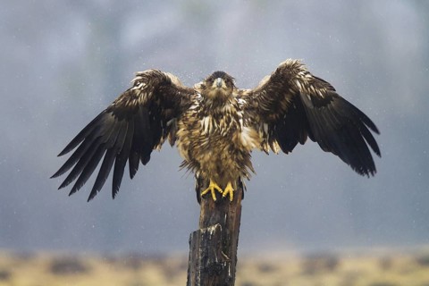 White-tailed Eagle (Haliaeetus albicilla) juvenile, Kutno, Poland