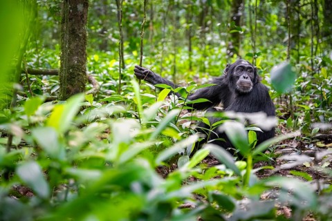 Chimpanzee (Pan Troglodytes) among green leaves, adult male among leaves in the jungle, Kibale