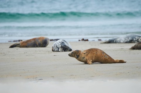 Grey seal (Halichoerus grypus) on the beach, Düne, Helgoland, Schleswig-Holstein, Germany