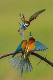 European Bee-eater (Merops apiaster) quarreling, perched on a branch, Subotica, Serbia