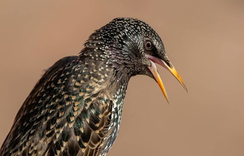 Common Starling (Sturnus vulgaris) singing, Lower Saxony, Germany