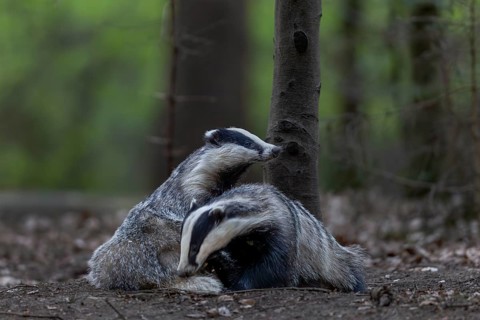 A pair of badgers (Meles meles) grooming each other at the roof castle, fun, joie de vivre,