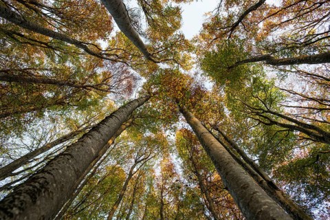Autumn forest, view of the treetops from below, Schauinsland, Freiburg im Breisgau, Black Forest,