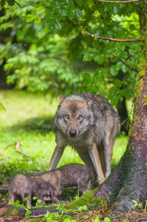 A male Eurasian Grey Wolf (Canis lupus lupus) feeds his pups with meat that he chokes out