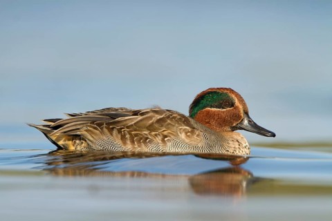 Eurasian Teal (Anas crecca) male, Utrecht, Netherlands
