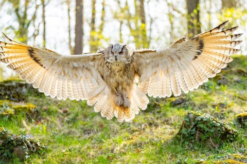 Eurasian eagle-owl (Bubo bubo) landing, captive, Bavaria, Germany
