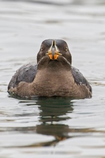 Rhinoceros Auklet (Cerorhinca monocerata) swimming on the ocean near the coast of Washington State,