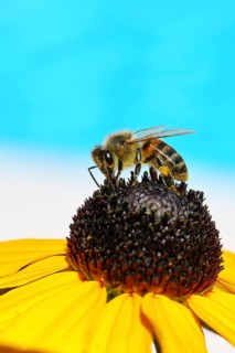 European honey bee (Apis mellifera), collecting nectar from a yellow coneflower (Echinacea
