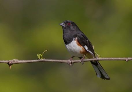 Eastern Towhee, male