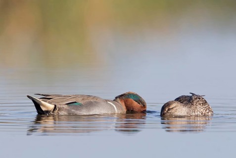 Green-winged Teal (Anas carolinensis) pair, Florida, USA