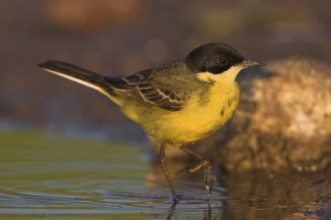 Western Yellow Wagtail (Motacilla flava feldegg), Lesvos, Greece