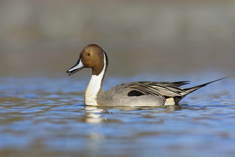 Northern Pintail (Anas acuta) male mating, British Columbia, Canada