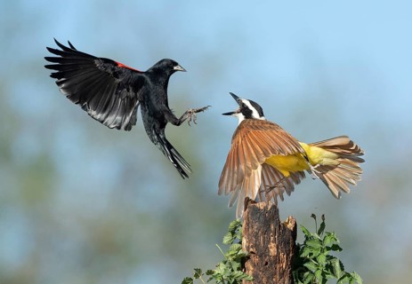 Great Kiskadee (Pitangus sulphuratus) & male Red-shouldered Blackbird (Agelaius assimilis)