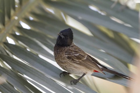 Red-vented Bulbul (Pycnonotus cafer), Oman