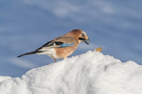 Eurasian Jay (Garrulus glandarius) Jay • Baden-Württemberg, Germany, Baden-Württemberg, Federal