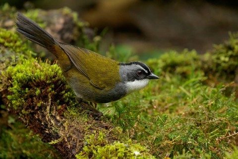 Grey-browed Brush Finch (Arremon assimilis) perched on a branch in the Andes Mountains of Colombia