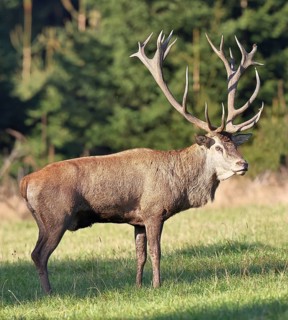 Red deer (Cervus elaphus), capital stag during the rut at the edge of the forest, Wildlife, North