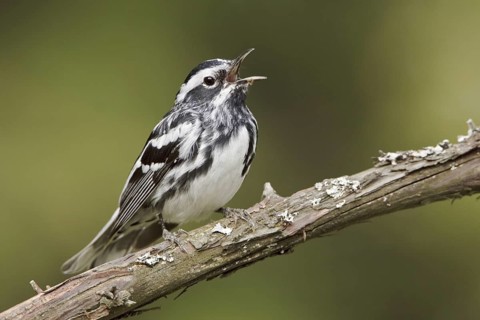 Black-and-white Warbler (Mniotilta varia) singing, Ontario, Canada
