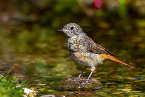 Gartenrotschwanz - junges Männchen im Bach